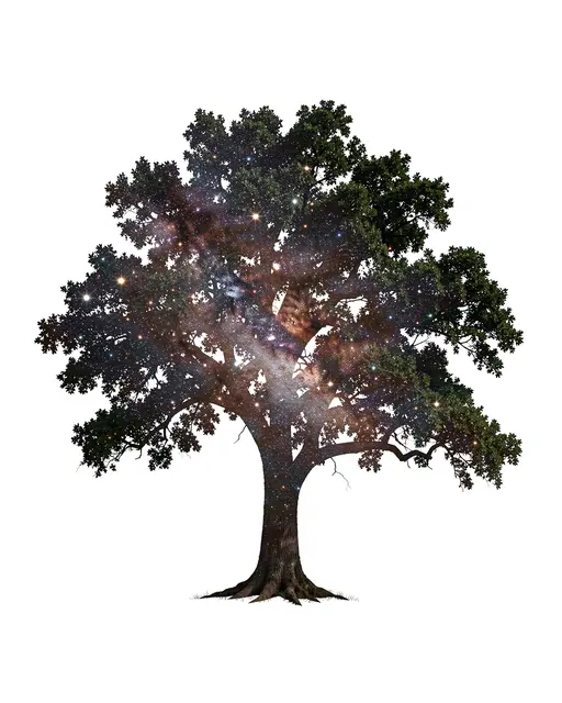 Double exposure lone oak tree filled with starry nebula against a plain white background