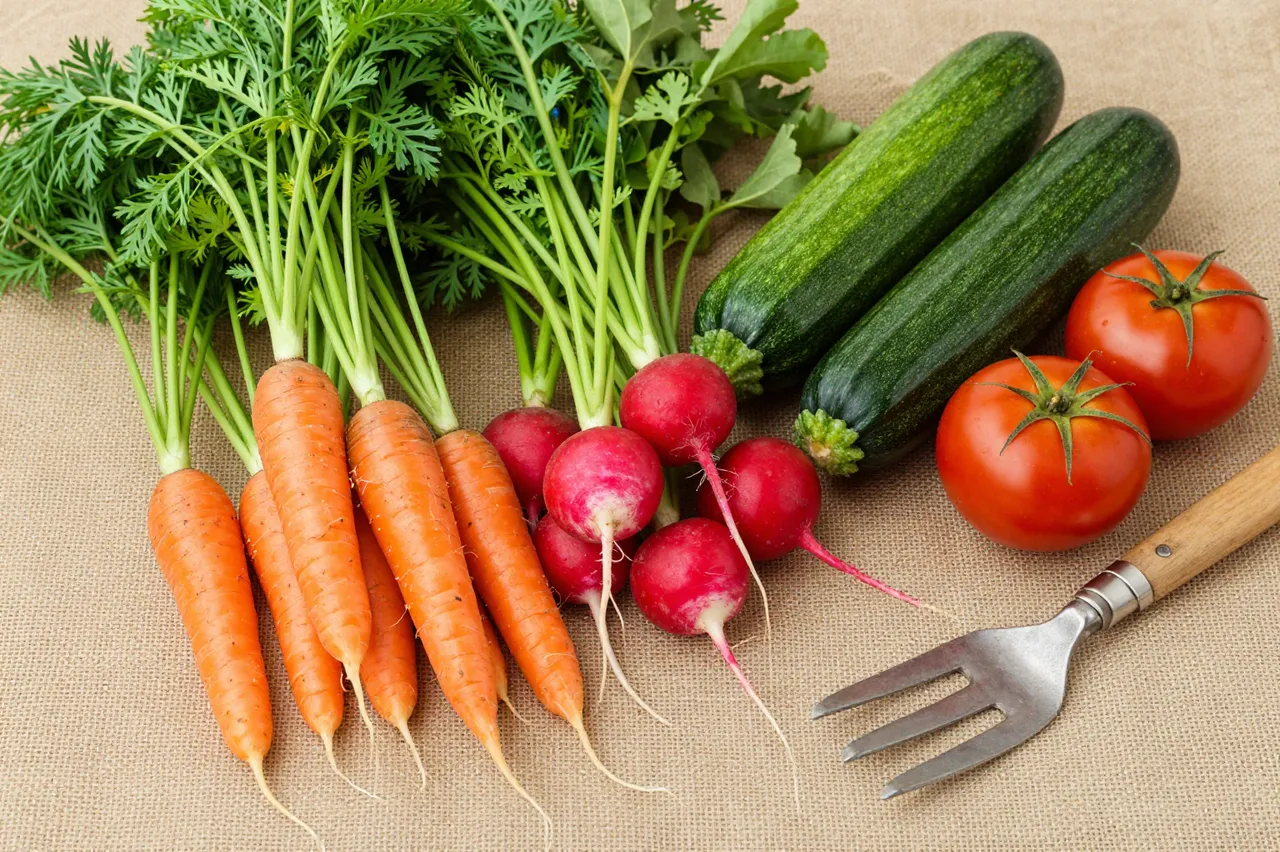 Fresh harvested carrots, radishes, zucchini, tomatoes and a small fork arranged on burlap