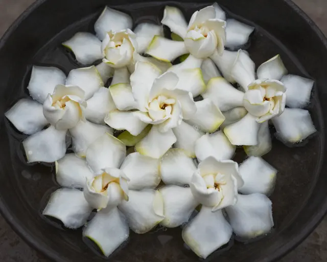 White gardenia blossoms and petals float on still water inside a dark shallow bowl