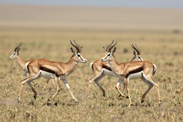 A small herd of gazelles moves across dry open savanna grassland in bright daylight.