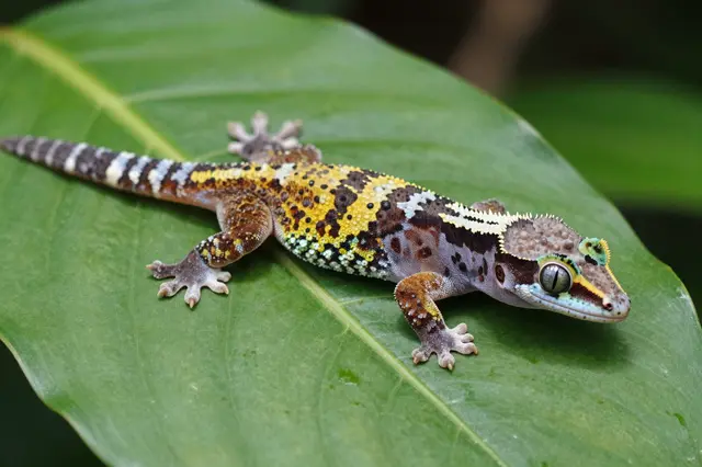 A colorful patterned gecko sits stationary atop a large smooth green leaf.