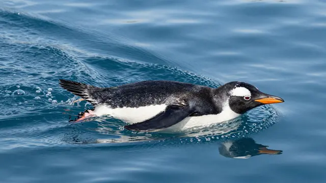A gentoo penguin swims at speed through bright blue polar water with trailing bubbles.
