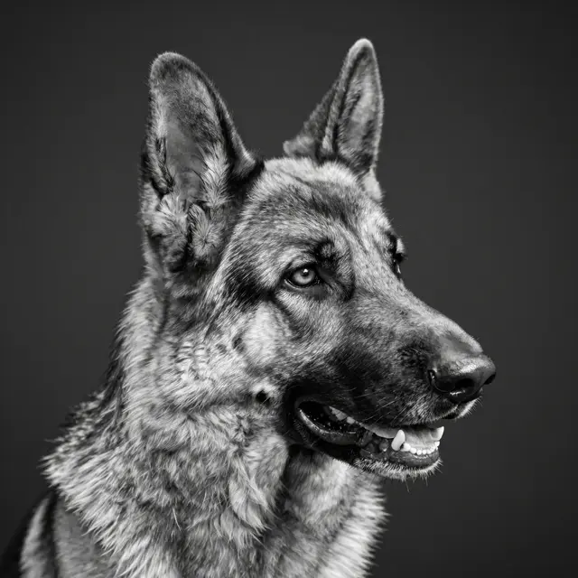 Black and white close-up portrait of an alert German Shepherd with erect ears against a dark solid background