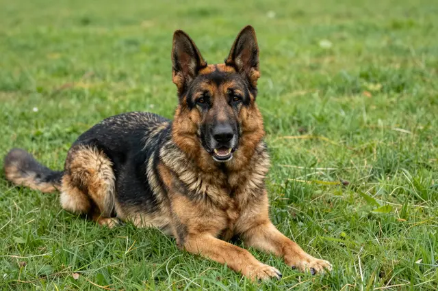A black and tan German shepherd rests lying on green grass looking toward the camera.