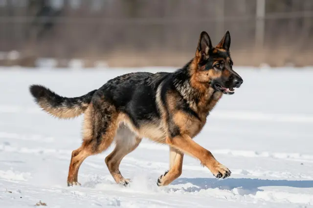 Side view of a black and tan German Shepherd running across a snowy field, kicking up loose snow powder