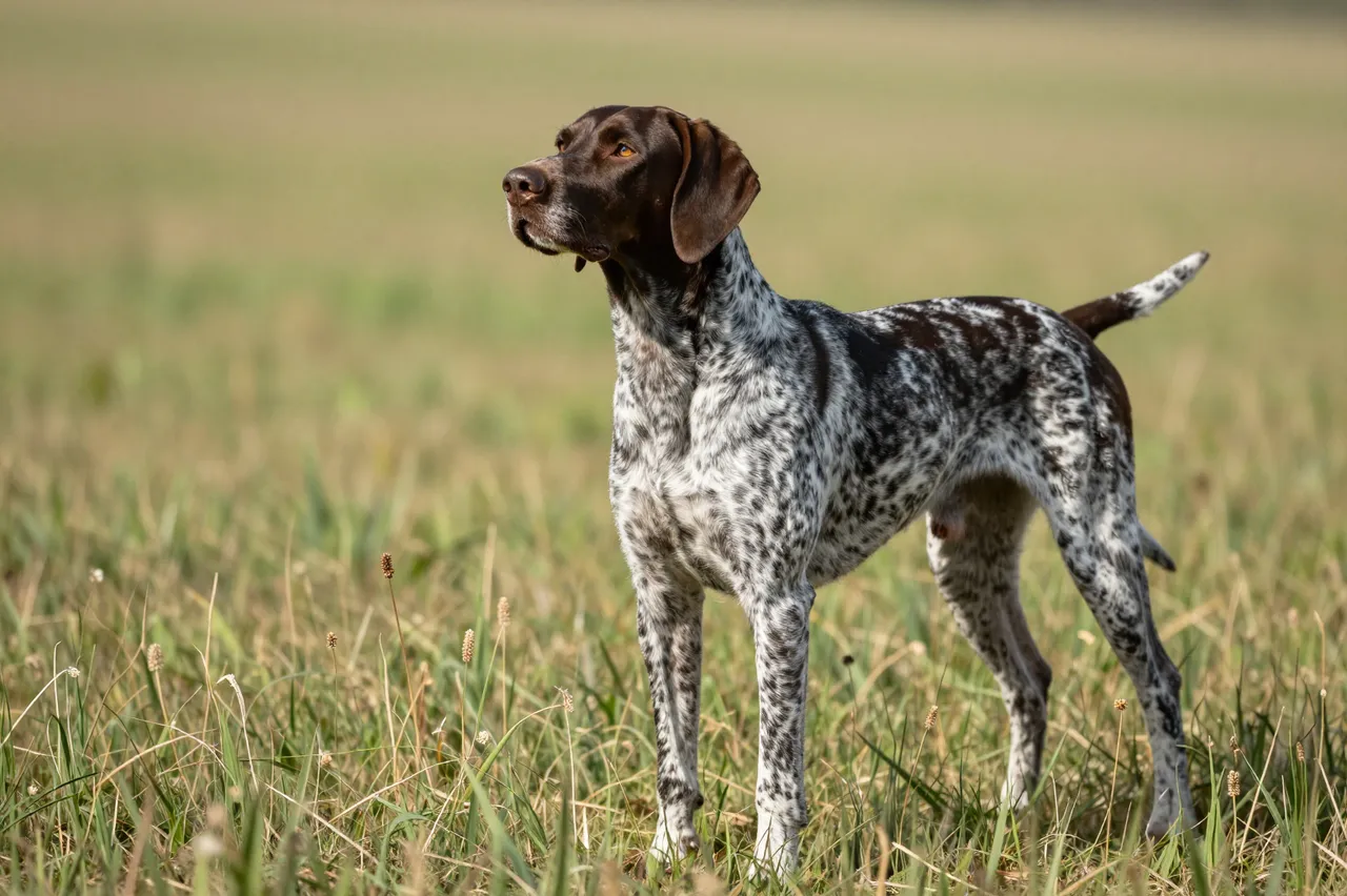 A German Shorthaired pointer stands alert in a sunlit grassy field
