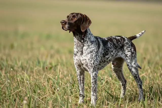 A German Shorthaired pointer stands alert in a sunlit grassy field