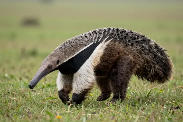 A giant anteater walks slowly across an open grassy plain with blurred distant background.