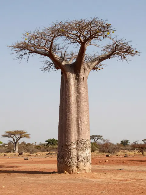 A thick-trunked leafless baobab tree stands alone on a dry sunlit red earth plain under a pale clear sky