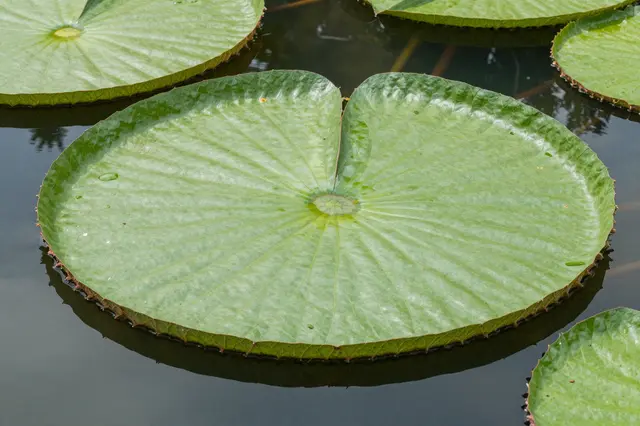 Large round spiny-edged lily pads float calmly on the surface of a dark tropical pond.
