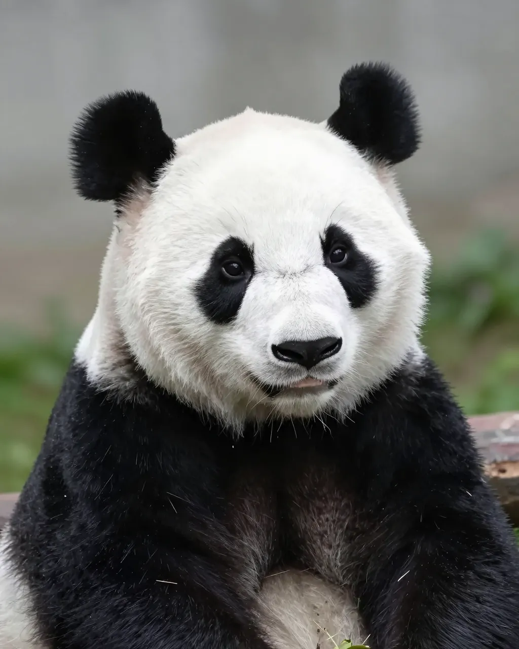 A close-up front portrait of a giant panda with classic black eye patches facing the camera.