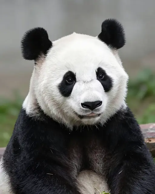 A close-up front portrait of a giant panda with classic black eye patches facing the camera.