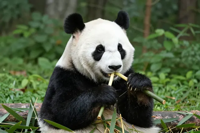 A giant panda sits holding and chewing bamboo stalks in a lush green forest.
