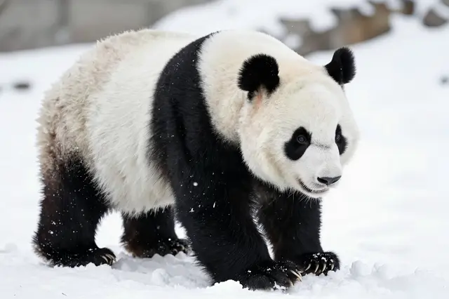 A giant panda walks slowly across fresh snowy ground with falling snowflakes around it