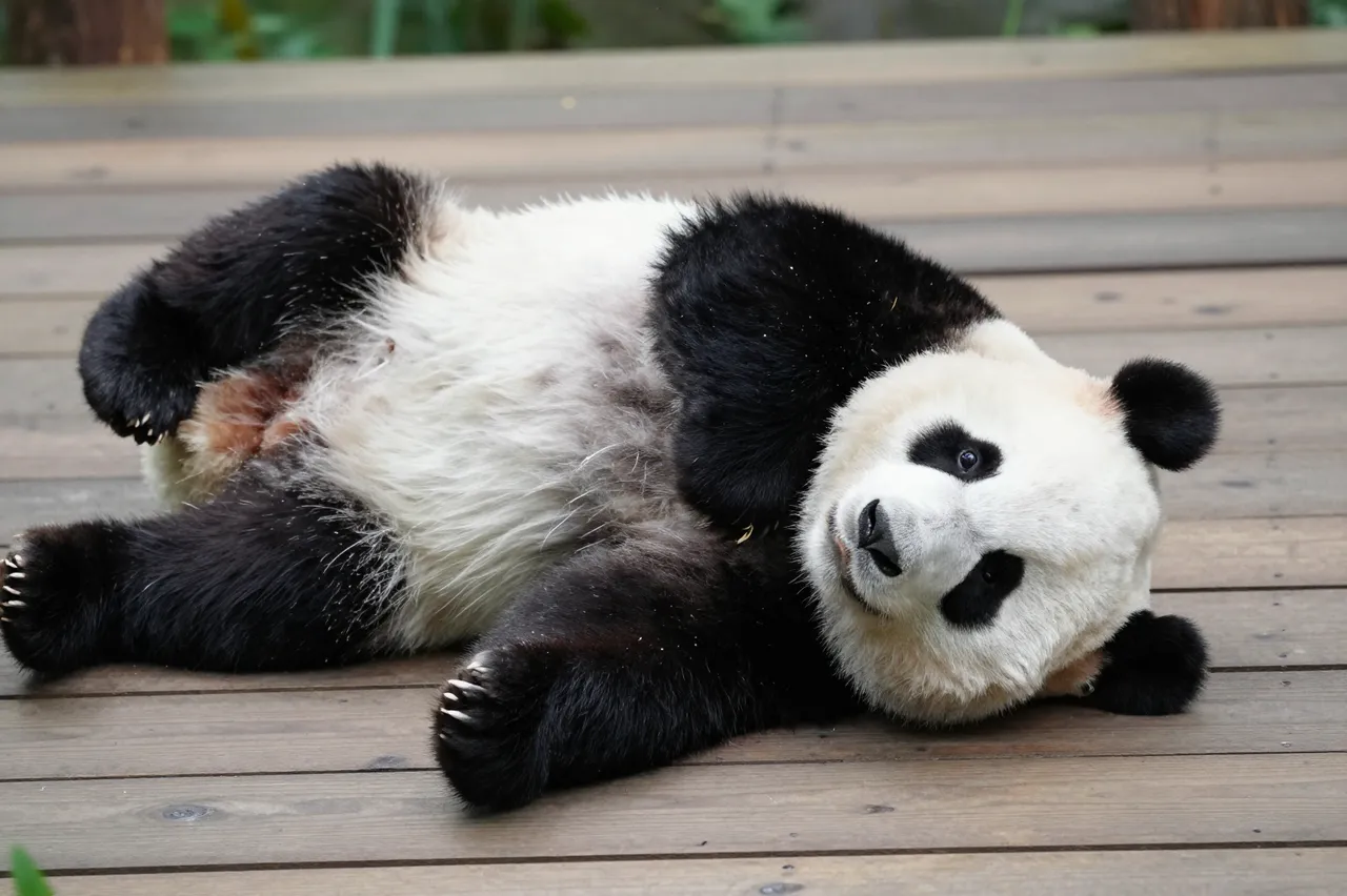 A relaxed giant panda lies on its back across a wooden platform, looking toward the camera.