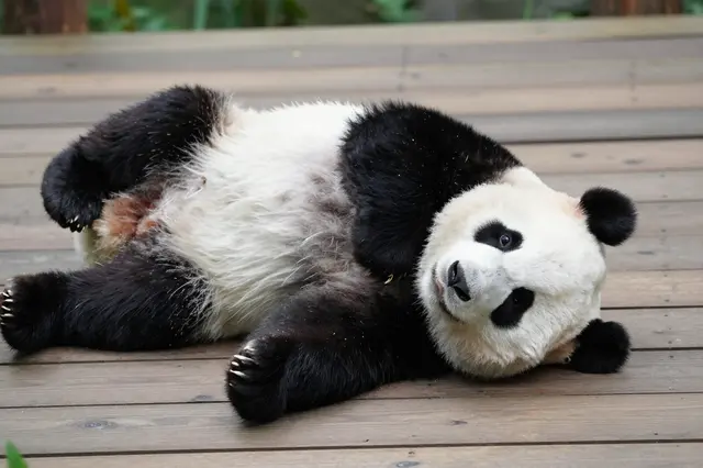 A relaxed giant panda lies on its back across a wooden platform, looking toward the camera.
