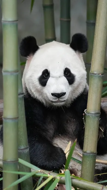 A giant panda looks directly at the camera framed by tall green bamboo stalks