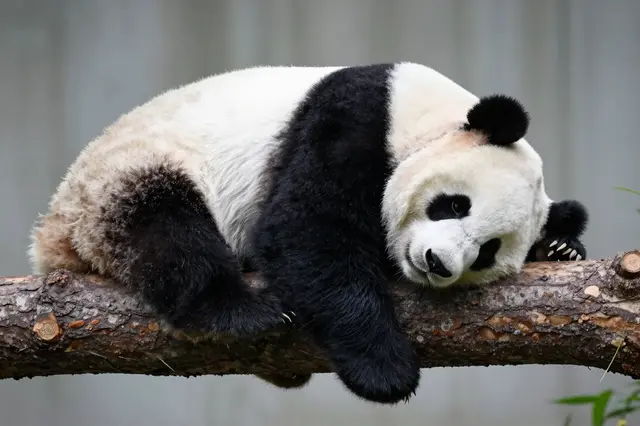 A giant panda lays relaxed and sleepy across a thick wooden tree branch.