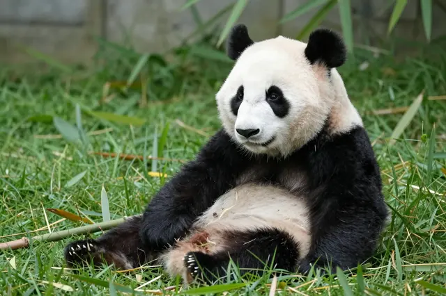 A fluffy black and white giant panda sits relaxed on green grass among bamboo foliage