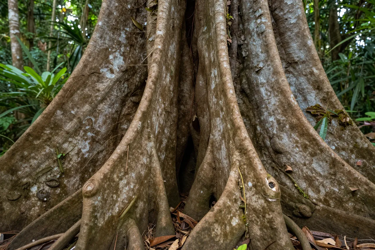 Close-up of thick textured buttress roots of a large rainforest tree surrounded by jungle foliage