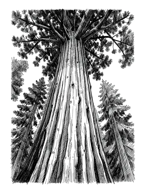 Low angle pen and ink cross-hatch drawing of a giant redwood trunk rising to the canopy with surrounding trees on a white