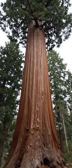 Low angle vertical view of a giant sequoia trunk rising through a pine forest to its upper crown under an overcast sky