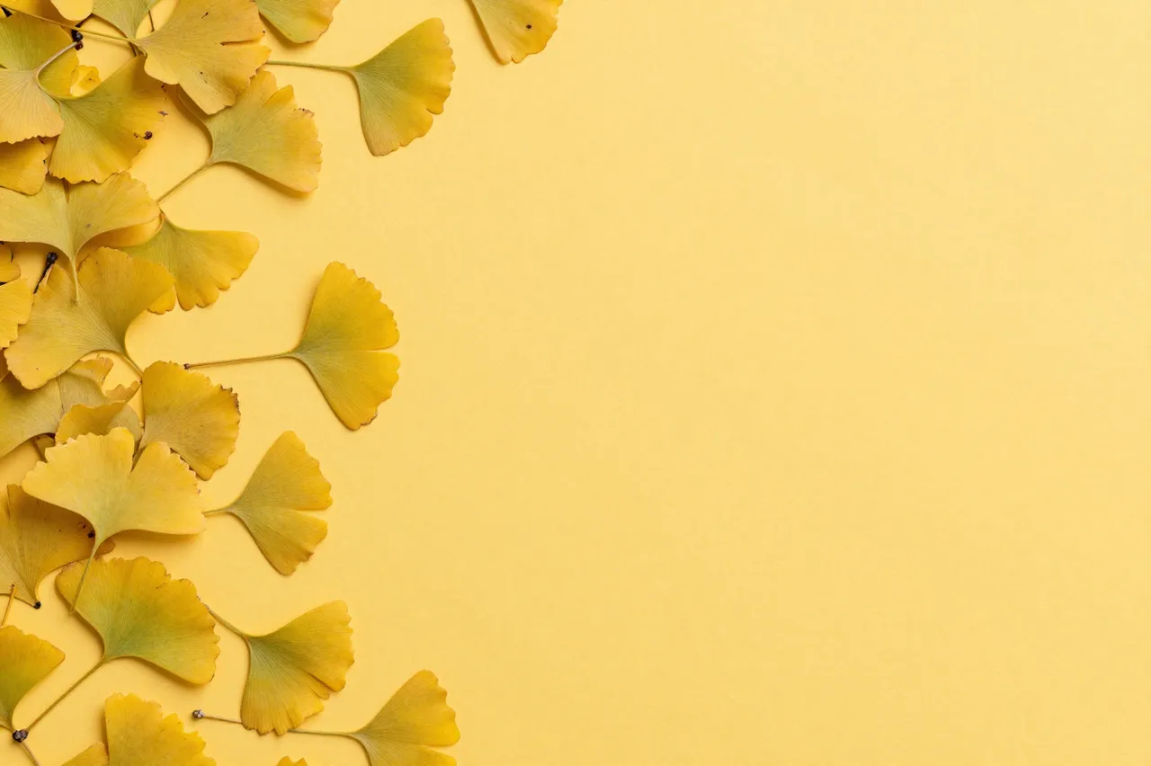 Dried golden ginkgo leaves arranged along the left edge of a solid golden yellow backdrop with empty copy space on the right.