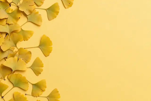 Dried golden ginkgo leaves arranged along the left edge of a solid golden yellow backdrop with empty copy space on the right.