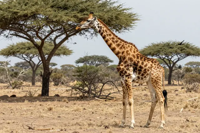 A spotted giraffe stands at the edge of an acacia tree browsing leaves in a sunlit savanna