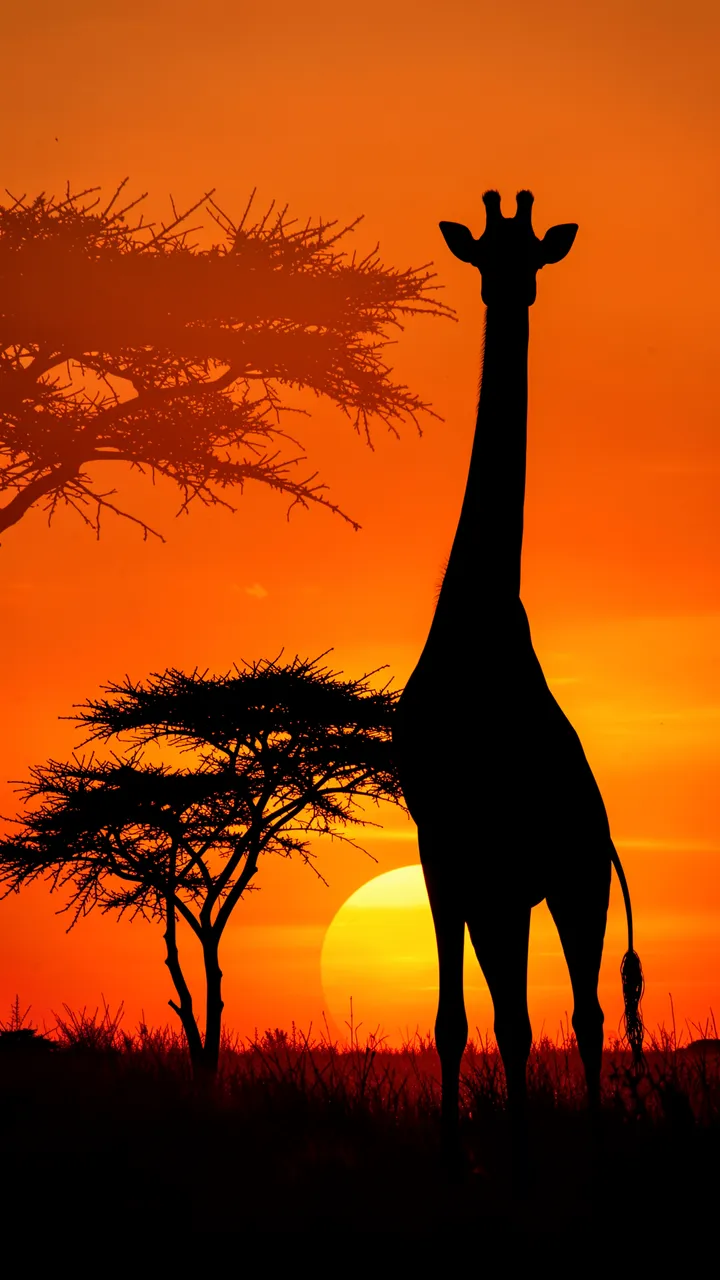 Black giraffe and acacia tree silhouettes stand against a bright orange African savanna sunset