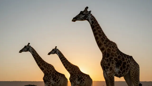 Three giraffes stand in profile against a warm gradient savanna sunset sky