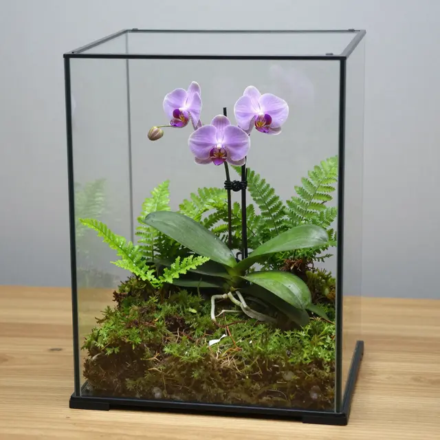 A tall square glass terrarium holds a purple orchid, moss and ferns on a light wooden table
