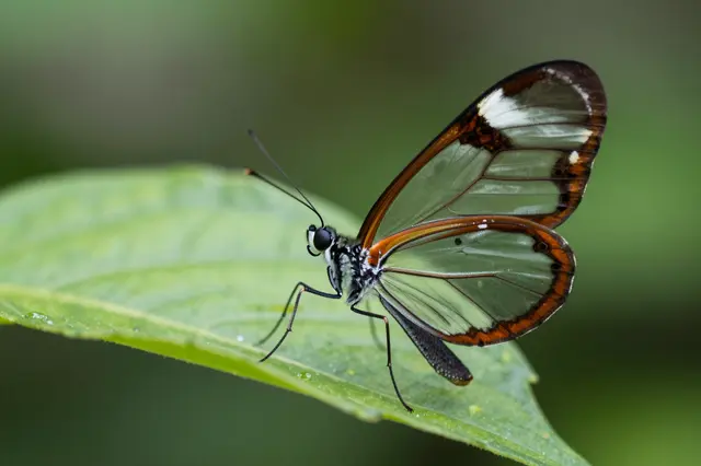 A glasswing butterfly with transparent wings rests on a dewy green leaf against blurred foliage.