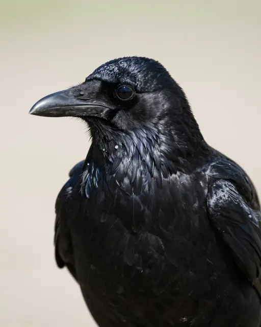 Close-up portrait of a glossy feathered black crow facing left against a soft neutral background