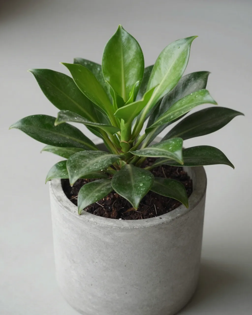 A leafy houseplant with dewy glossy green leaves sits in a light gray concrete planter