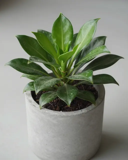 A leafy houseplant with dewy glossy green leaves sits in a light gray concrete planter
