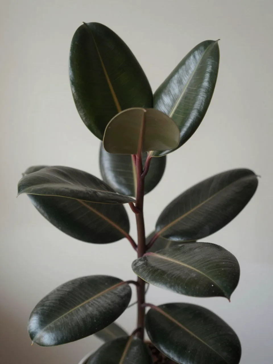Young rubber plant with dark glossy leaves stands against a soft neutral wall in gentle light