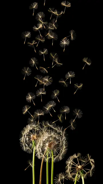 Delicate glowing dandelion seeds drift upward from seed heads against a solid black background
