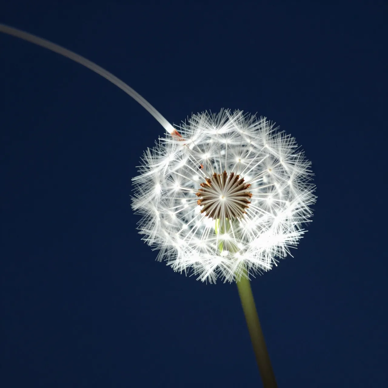 A dandelion-shaped glowing fiber optic bundle against a solid dark blue background