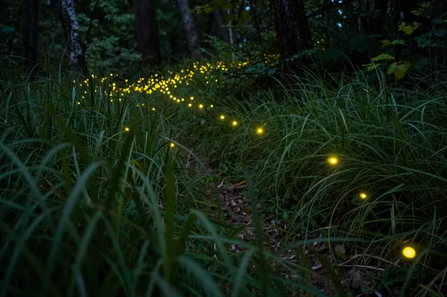 Bright yellow firefly lights float among tall grass along a forest path at dark twilight
