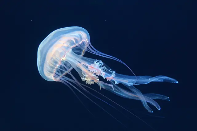 A translucent glowing jellyfish floats against a deep dark blue underwater background.