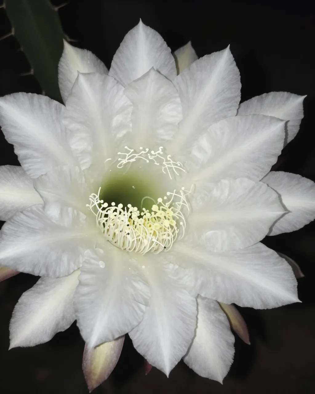 Close-up of a large white night-blooming cactus flower against a dark black background