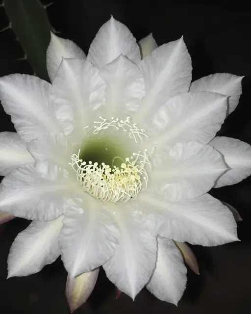 Close-up of a large white night-blooming cactus flower against a dark black background