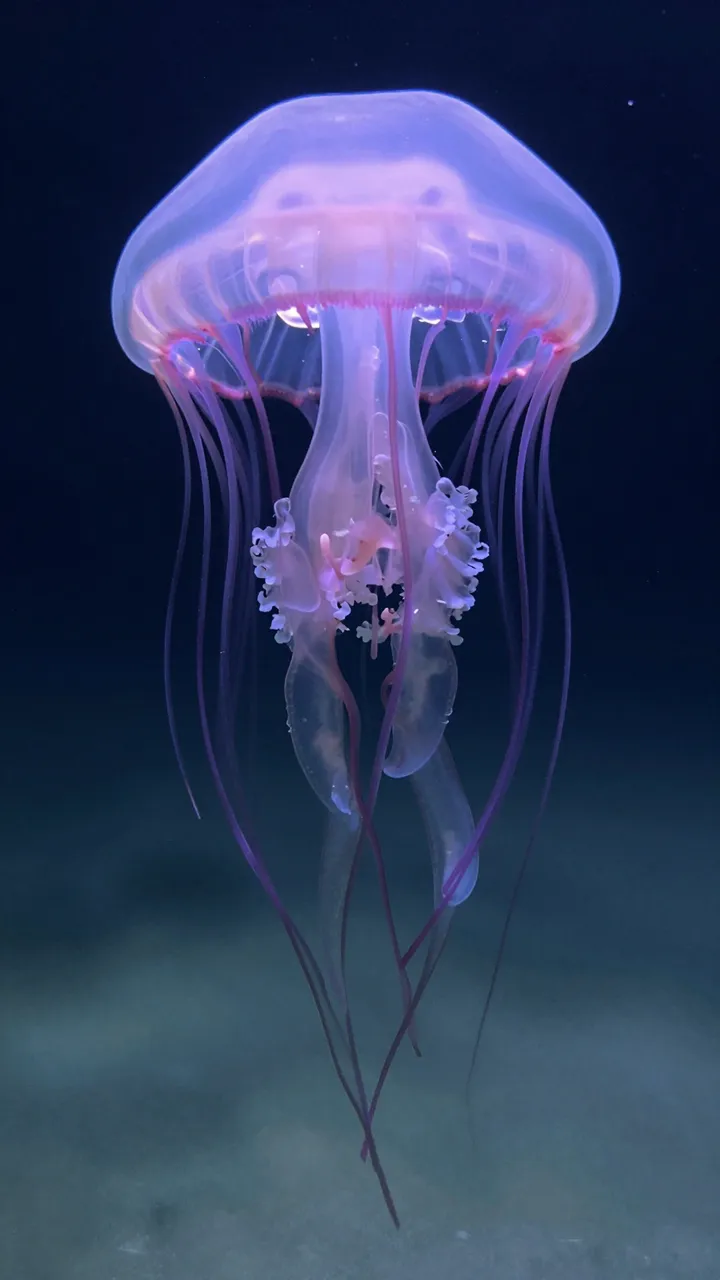 A translucent purple jellyfish floats against a gradient dark deep sea background.