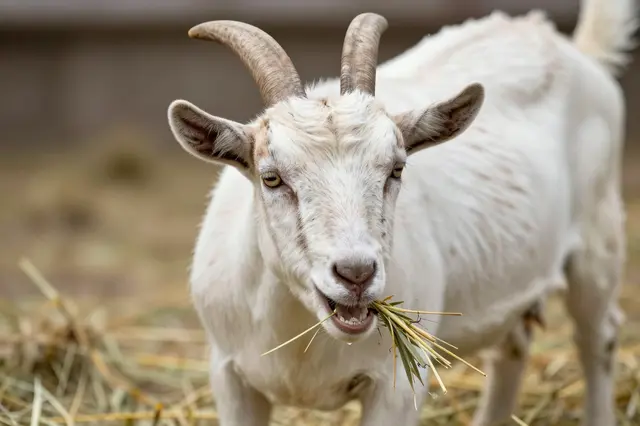 A white horned goat chews hay while looking directly at the camera with a comical relaxed expression