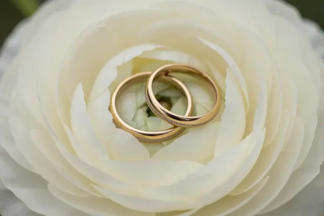 Two interlocked gold wedding bands rest in the center of a creamy white ranunculus flower in macro view