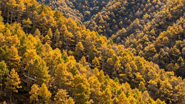 Dense golden autumn aspen trees cover rolling mountain slopes in warm sunlight
