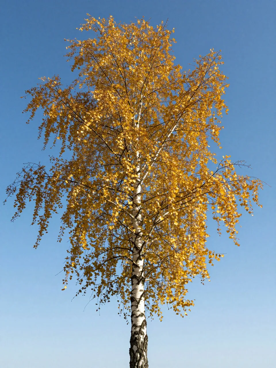 A single birch tree with bright golden autumn leaves stands against a clear bright blue sky