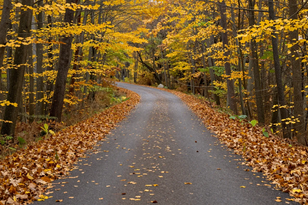 A winding paved forest road lined with bright golden autumn leaves curving through a dense fall woodland.