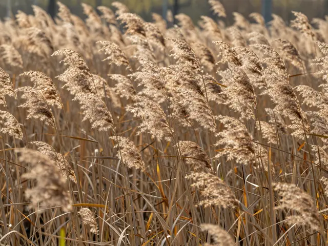 Sunlit dry fluffy reed plumes growing densely at a pond edge in warm autumn light
